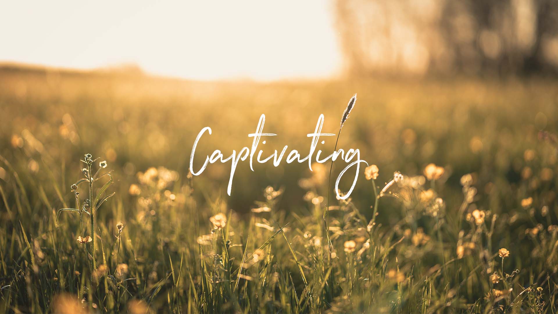 Captivating (For Women)

6-Week Series 
Next session to be determined
